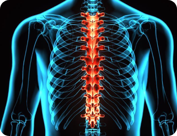 3D Image of a Spine